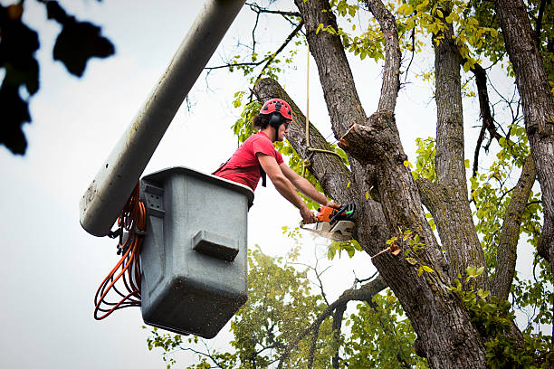 Best Storm Damage Tree Cleanup  in Huntington, VA